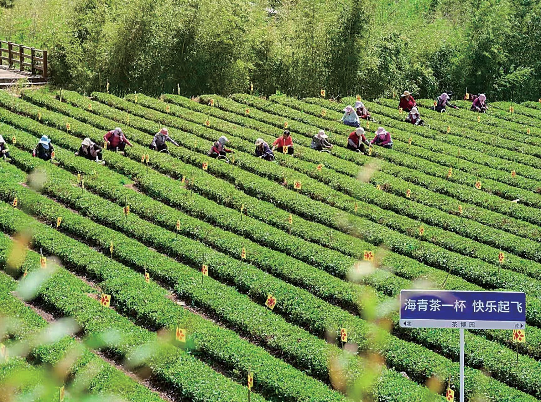 “青岛农品”的品牌密码与振兴实践(图3)